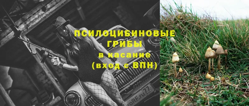 Галлюциногенные грибы Psilocybe  что такое наркотик  Вельск 